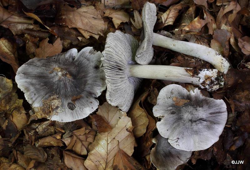 Tricholoma sciodes